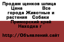 Продам щенков шпица › Цена ­ 20 000 - Все города Животные и растения » Собаки   . Приморский край,Находка г.
